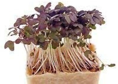100% real Chinese Aguilaria seeds, rare agate tree, outdoor garden, fragrant wood, incense plants, Qinxang cements.. Shop from our extensive catalog at DIAYTAR NIGERIA and enjoy doorstep delivery in just 5-8 days.