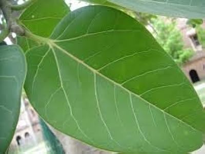 Fresh banian leaves/Ki Baat/phytotherapy/DAFA Ayurvedic (20 leaves).. Elevate your shopping experience with DIAYTAR NIGERIA's vast catalog and budget-friendly options.