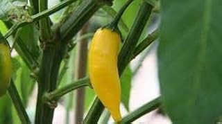 Hot lemon 30 seeds.. Experience the DIAYTAR difference with our vast product selection and delivery within 5-8 days.