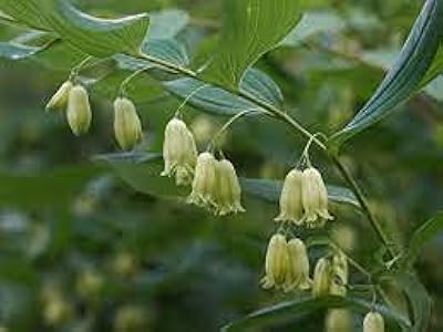100pcs seed plant seeds Epiphyllum.. Your digital shopping ally, DIAYTAR NIGERIA offers extensive selection with budget-friendly delivery.