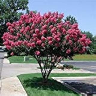 Semi-creted myrtle (Lagerstroemia Indica) 50 + Seeds (50+).. Your home for smart shopping — DIAYTAR Nigeria delivers fast and cheap.