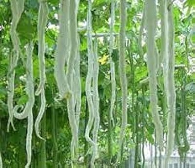 15 vegetable seeds for long snake squash.. DIAYTAR NIGERIA: Revolutionizing how Nigerians shop with affordable prices and prompt delivery services.