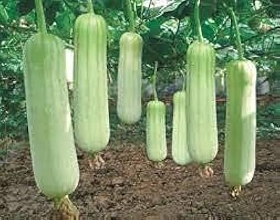 Vegetable seeds with jalapeno 25 rooms.. DIAYTAR NIGERIA: Where value shopping meets reliable 5-8 day delivery across the nation.