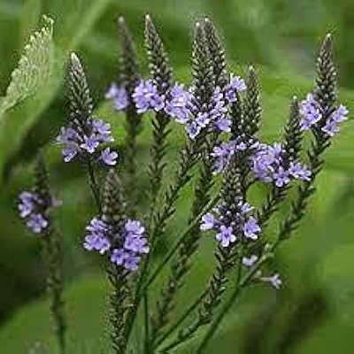 Seeds 100pcs of oregano plants zaatar.. Why wait? Get your order in 5–8 days with DIAYTAR Nigeria.
