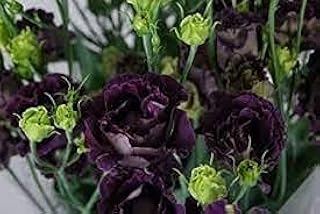 100pcs clover grass seeds with four leaves.. DIAYTAR NIGERIA: Where shopping meets satisfaction with affordable prices and reliable 5-8 day shipping.