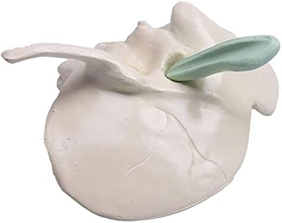 Temporal bone expansion model - temporal bone model of the human skeleton - temporal bone model of the human skeleton - for the display of the study model of medical education.. Nigeria's favorite online shopping platform, DIAYTAR offers unbeatable prices and delivery within a week.