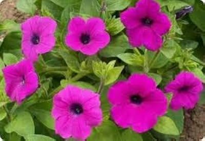 250 seeds of purple petunia flowers... DIAYTAR NIGERIA brings the market to your fingertips with affordable prices and swift delivery services.
