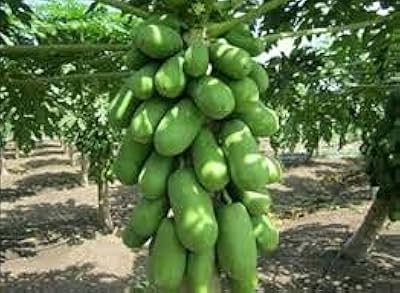 10 dwarf papaya seeds.. Explore the biggest product variety online — only at DIAYTAR Nigeria.
