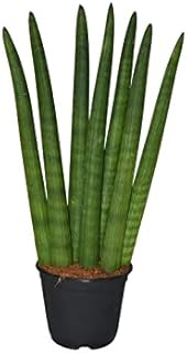 Dubai Garden Center Sansévieria Cylindrical plant erect, height 35-45 cm.. Discover endless possibilities with DIAYTAR NIGERIA's comprehensive selection and reliable shipping.