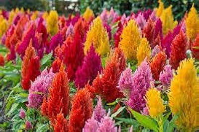 Orange thyme plant seeds.. Experience shopping freedom with DIAYTAR NIGERIA's vast catalog and nationwide 5-8 day shipping.