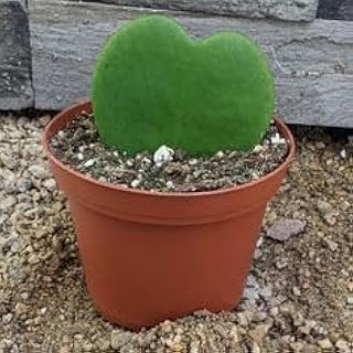 Hoya kerrii/sweetheart hoya/valentine hoya.. Shop for less and receive more with DIAYTAR NIGERIA's expansive e-commerce platform and nationwide delivery.
