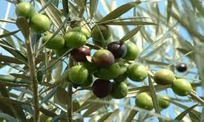 50 green olive seeds... From essentials to electronics, DIAYTAR Nigeria ships your order in no time.