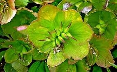 10 Seeds of Hellebore flowers.. Shop from anywhere in Nigeria with DIAYTAR's extensive selection and budget-friendly shipping options.