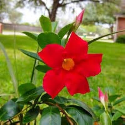 100 seeds of red mandevilla flowers... DIAYTAR NIGERIA delivers on convenience and affordability with our reliable nationwide shipping.