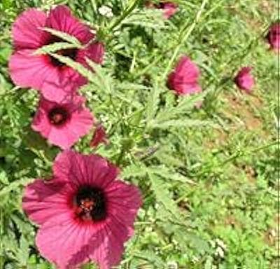 Marguerite Shasta flower seeds.. Unlock a world of affordable products with DIAYTAR NIGERIA's expansive e-commerce platform.