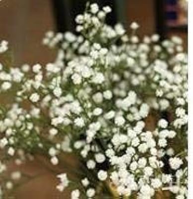 10 Seeds Package of White Hortheia Flowers Pure Color Pure Durable Plant.. DIAYTAR NIGERIA: Bringing affordable shopping solutions with a diverse product catalog delivered nationwide.