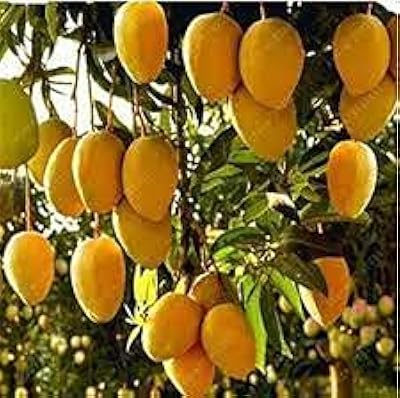 20 papaya seeds.. The best online shopping experience in Nigeria — DIAYTAR delivers it all.