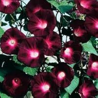 Morning Glory - Ipomea - Le Chevalier Noir - 1100 pieces.. DIAYTAR NIGERIA brings online shopping to every Nigerian with affordable prices and reliable shipping.