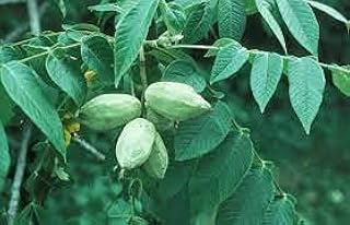 3 Pièces Juglans Cinerea white walnut tree.. Shop smart, shop DIAYTAR - Nigeria's most affordable e-commerce platform with nationwide delivery.
