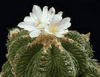 100pccs of Double Delight hybrid pink flowers.. Join thousands of satisfied shoppers on DIAYTAR Nigeria.