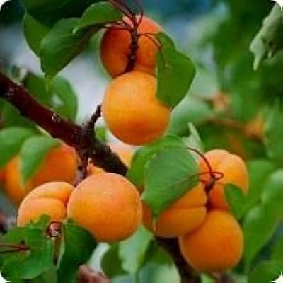 30 pieces of Manchurian apricot tree seeds.. Looking for quality and speed? You’ll find both at DIAYTAR Nigeria.
