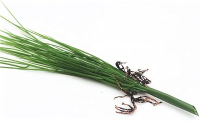 TFIIEXFL 45cm Artificial green onion grassing plastic bouquet sowing plants in summer wall art materials.. Nigeria's most diverse e-commerce platform delivers quality and affordability to your doorstep in 5-8 days.