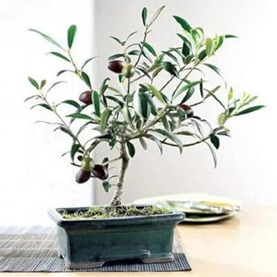 Olive seeds, European olea, trees of trees for the cultivation of garden seeds with a heavy torch, pack of 20 seeds.. From household needs to gadgets, DIAYTAR Nigeria has it all.