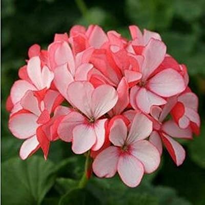 10 seeds/package of white hydrangea flowers seeds, pure, long -lasting color, DIY wedding flower plants for home and garden.. DIAYTAR NIGERIA: Your partner in affordable online shopping with reliable 5-8 day shipping nationwide.