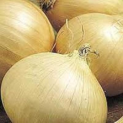 Sweet wala onions - 5-6 "in diameter !! - Extra big white onions !! (100 seeds).. DIAYTAR NIGERIA: Bringing quality products to your doorstep at prices that won't break the bank.