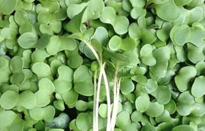 Biological broccoli micro-pill seeds (3000 seeds) Quality broccoli micro-light.. Discover the perfect shopping experience with DIAYTAR NIGERIA's vast selection and prompt delivery service.