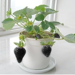 Black strawberry seeds 50 high -efficiency seeds.. Get everything you need without leaving your home. DIAYTAR Nigeria offers a seamless shopping experience and delivers your orders quickly and reliably.