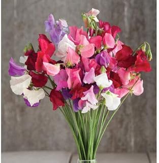 Fleur de Pois de scent Mammoth Choice Mix 1488 (Multi) 50 inheritance seeds without GMOs ..... Discover a world of choices with DIAYTAR NIGERIA's extensive marketplace and prompt shipping service.