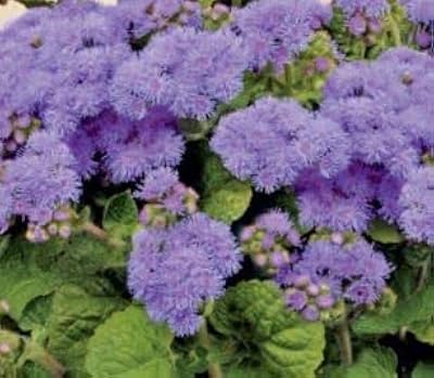 400 Ageratum Blue Mink seeds, cultivate your own flowers.. Navigate through thousands of products at pocket-friendly prices with DIAYTAR NIGERIA's easy-to-use platform.