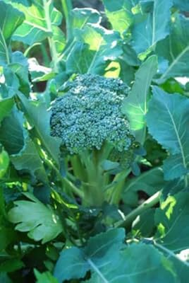 Vegetables - organic waltham broccoli 29 - 160 seeds - 1st.. DIAYTAR NIGERIA delivers affordability and convenience with every purchase, shipped within the week.