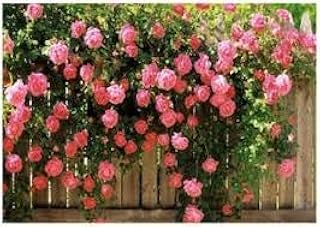 100 seeds of climbing flowers.. Unlock access to a wide range of products with DIAYTAR NIGERIA's affordable e-commerce platform.