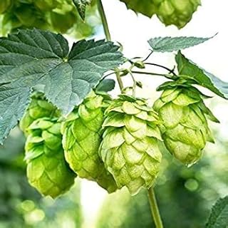 20 hop seeds calypso.. Shop with purpose at DIAYTAR NIGERIA and receive your purchases at unbeatable prices within the week.