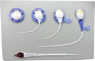 Human anatomy model - male reproductive system - Anatomy model learning resources in PVC - to help medical education.. DIAYTAR NIGERIA: Making online shopping accessible to all Nigerians with our affordable platform.