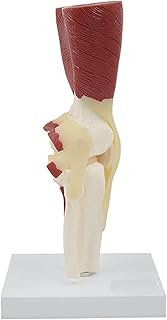 Knee articulation model with human skeleton muscles models of joint anatomy.. Discover shopping made effortless with DIAYTAR NIGERIA's comprehensive platform and quick shipping.