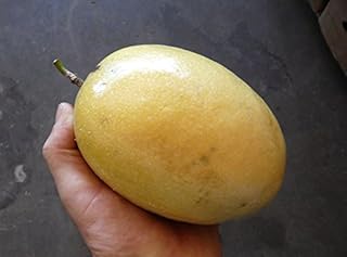 10 seeds of fruit of the yellow passion, passengery adelis flavicarpa, Jamaican sweat.. Shop anytime, receive on time — only with DIAYTAR Nigeria.