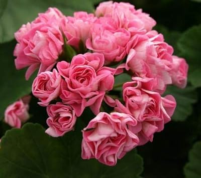 100 seeds of fresh pink button flower flowers for pink plaster plantation 1.. Experience the convenience of online shopping with DIAYTAR NIGERIA's reliable 5-8 day delivery service.
