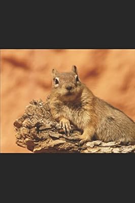 Image book on squirrels.. Love deals? DIAYTAR Nigeria has you covered with low prices and fast delivery.
