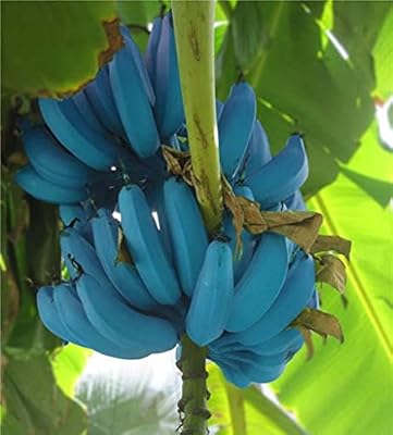 60 pieces of blue banana seeds.. You choose it, we deliver it — DIAYTAR Nigeria makes shopping easy.