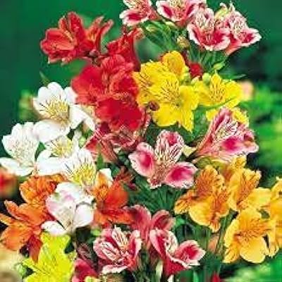 Seeds of alstroemeria flowers.. Shop with purpose and save with DIAYTAR NIGERIA's extensive platform and nationwide delivery service.