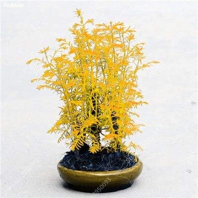 New 100 pcs Sequoia Mini Dawn seeds for yellow gardening.. DIAYTAR NIGERIA: Your affordable gateway to thousands of products shipped nationwide within the week.