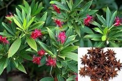 10 Graines of plants illicit true.. From daily needs to rare finds, DIAYTAR Nigeria brings it to your door.