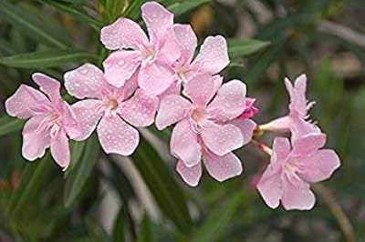Seeds of high flowers Nerium oleander 'Hardy Pink' (Oleander) for seeds.. Experience hassle-free shopping with DIAYTAR NIGERIA's user-friendly platform and prompt delivery service.