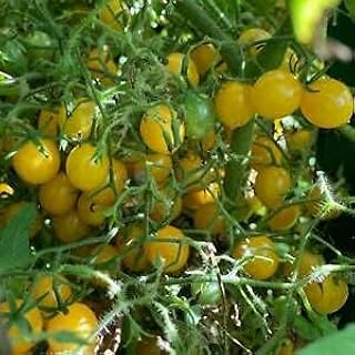 Two pieces of red durian fruit seeds.. Your go-to destination for affordable online shopping, DIAYTAR NIGERIA delivers in under 8 days.