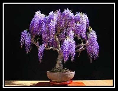Jacaranda mimosifolia - 60 bonsai seeds - tree - planting all year round.. Enjoy the simplicity of shopping with DIAYTAR NIGERIA, offering vast choices delivered in just 5-8 days.