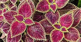 10 Coleus seeds.. DIAYTAR NIGERIA: Where quality meets affordability, with thousands of products delivered in less than 8 days.