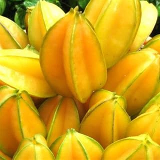 15 Carambole seeds.. Click, pay, receive — DIAYTAR Nigeria makes online shopping seamless.